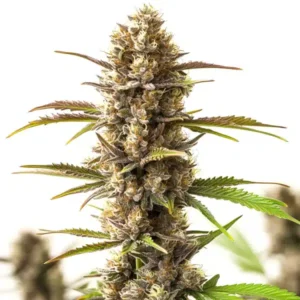 RS11 x Skywalker