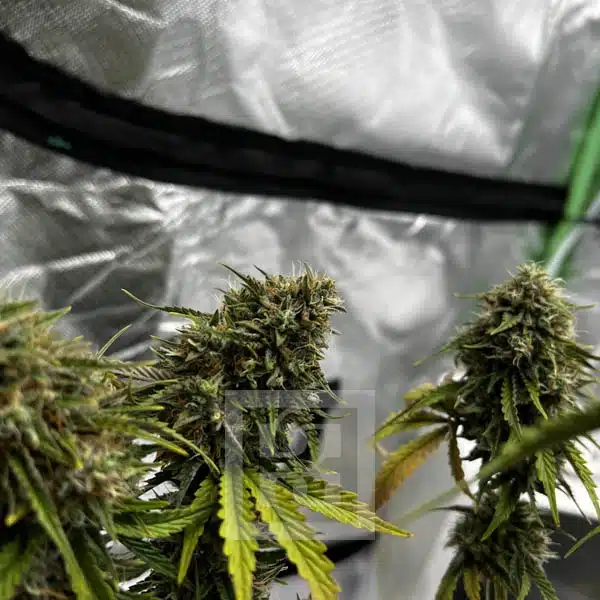 Bubba Kush Autoflower - Image 10