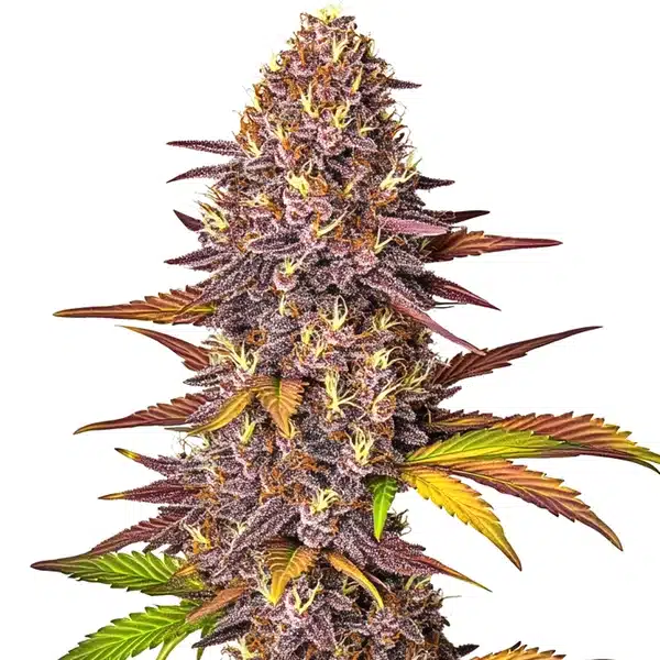 Red Poison Auto
