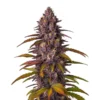 Red Skunk Kush Auto