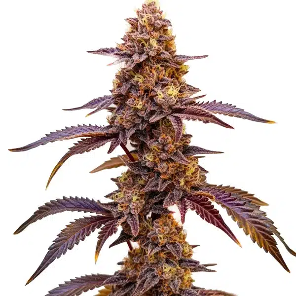 Red Skunk Kush