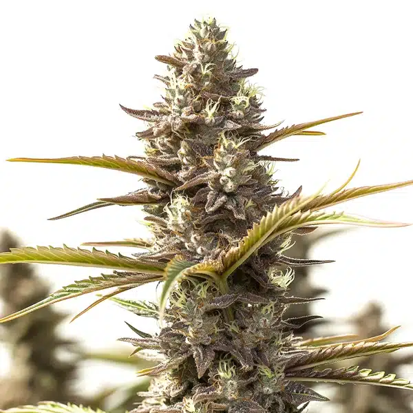 Red Strawberry Banana Auto