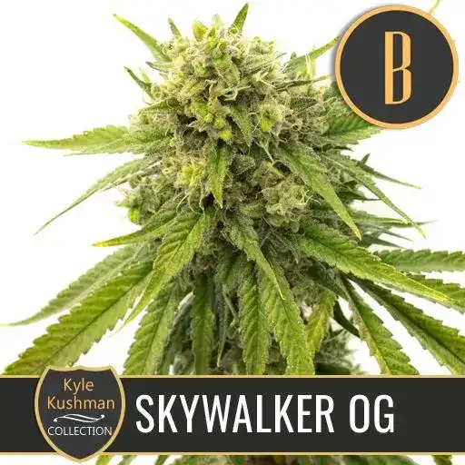 Kyle’s Skywalker OG - Image 3