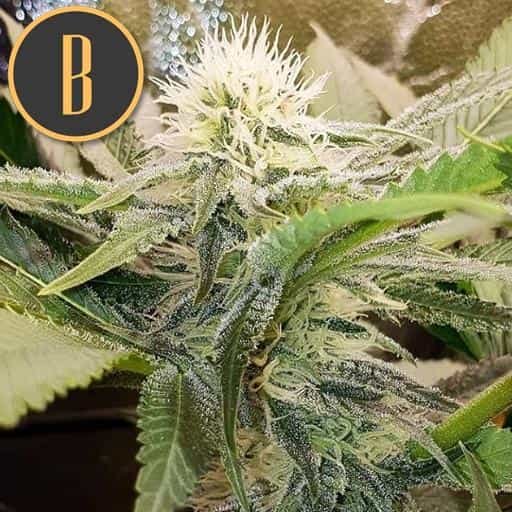 Sour Diesel - Image 2