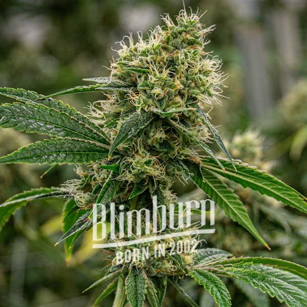 Scrambler Haze - Image 2