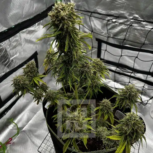 Bubba Kush Autoflower - Image 13
