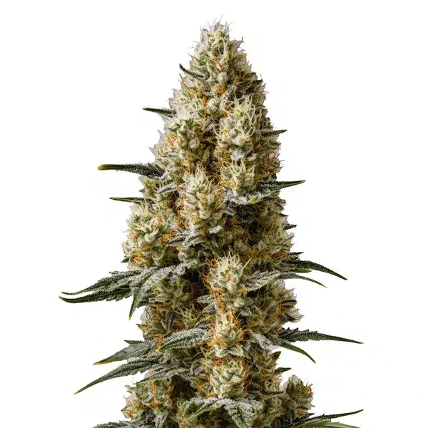 Sherbet Auto