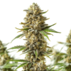 Shiskaberry Autoflower