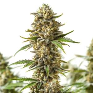 Shiskaberry Autoflower