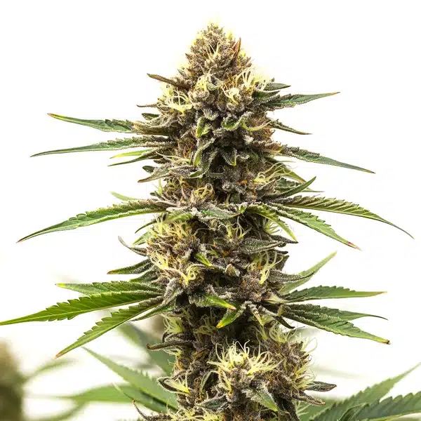 Shiskaberry Cake