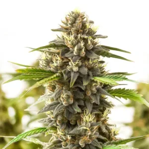 Shiskaberry Kush