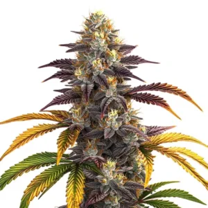 Shiskaberry Punch