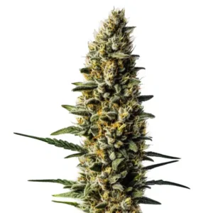 Skunk #1 Autoflower