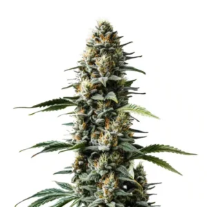 Skunk Auto