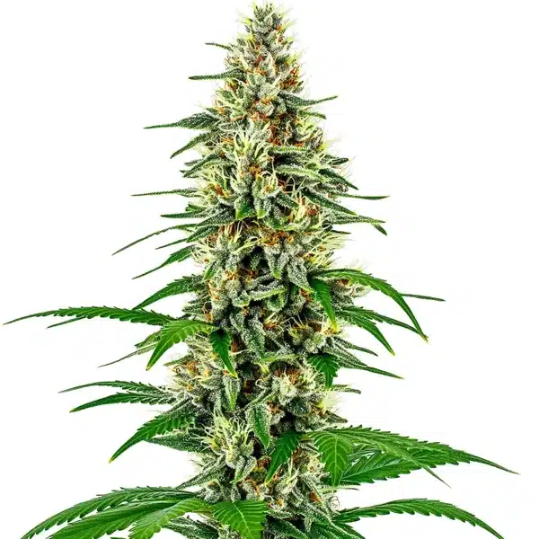 Skunk Diesel