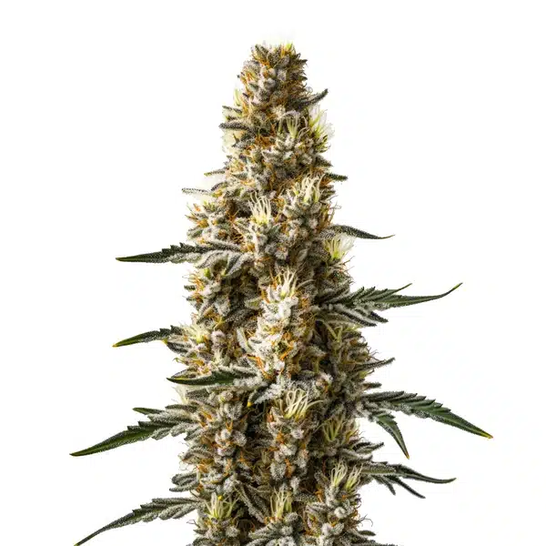 Skunk Kush Autoflower