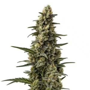 Skunk Mazar