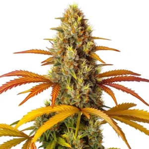 Skunk x Northern Lights Fast Version