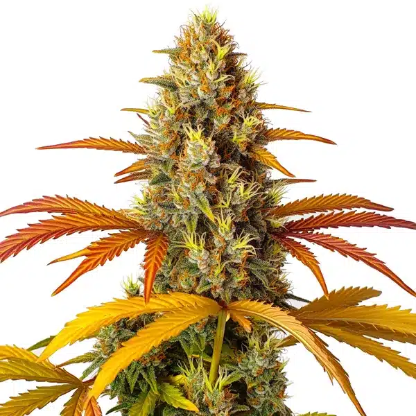 Skunk x Northern Lights Fast Version
