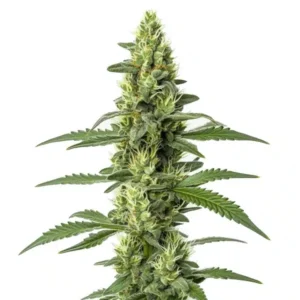 Skywalker Auto