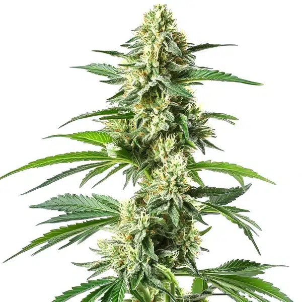 Snow White