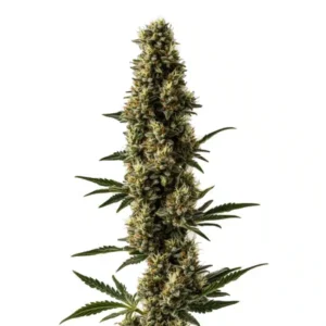 Somango x Sweet Auto