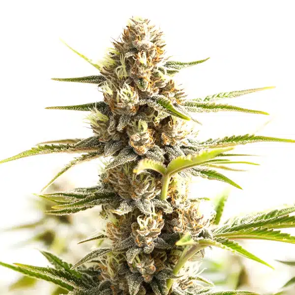 Sour Diesel Kush Regular