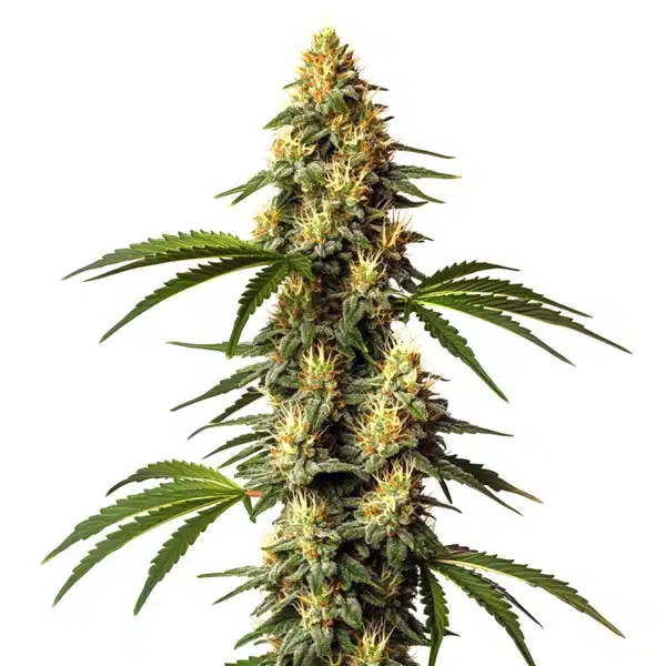 Sour Kush