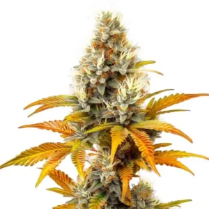 Sour Tangie