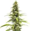 Sour Tsunami