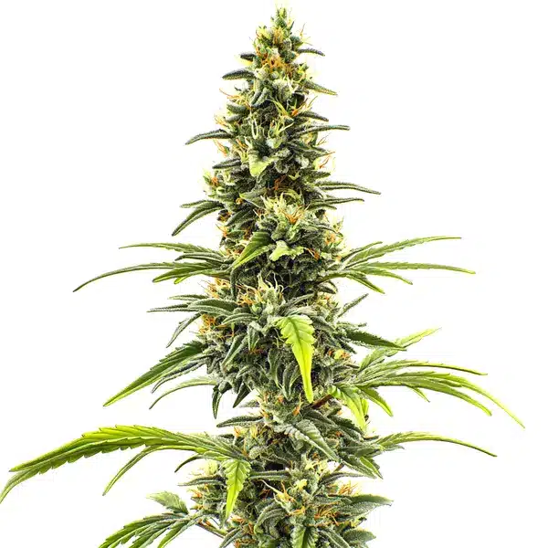 Sour Tsunami