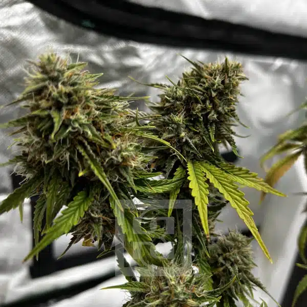 Bubba Kush Autoflower - Image 11