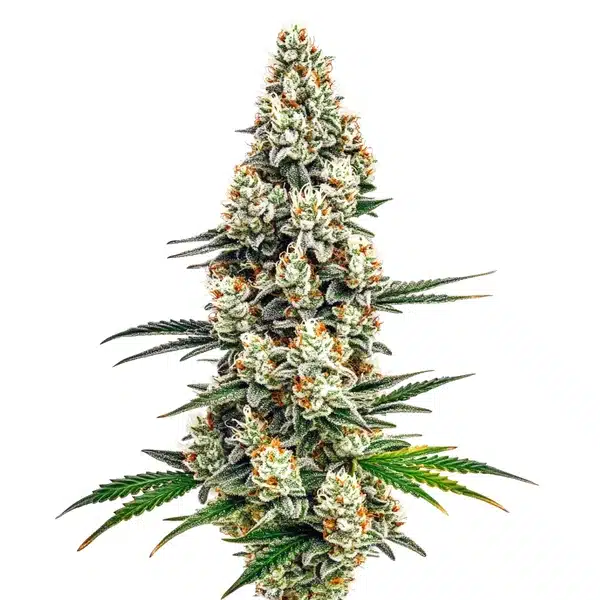 Stardawg