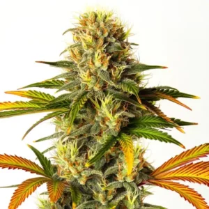 Steve’s Hellfire OG