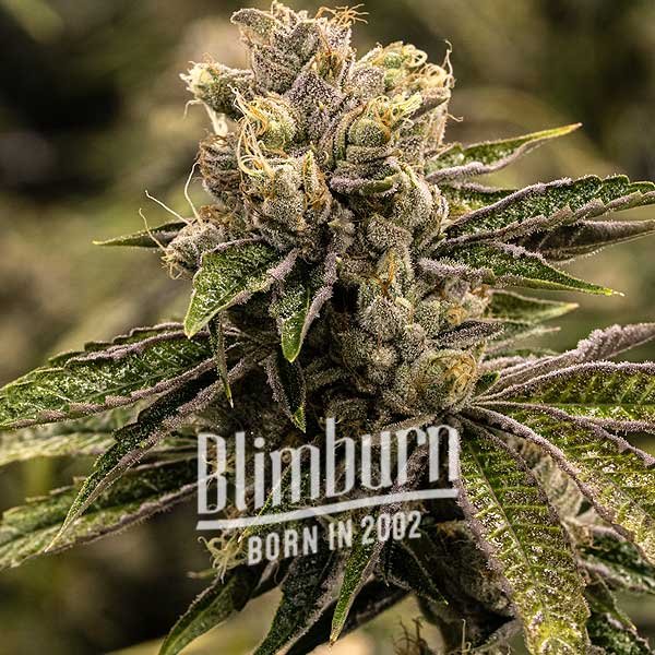 Stoned Panda - Image 2