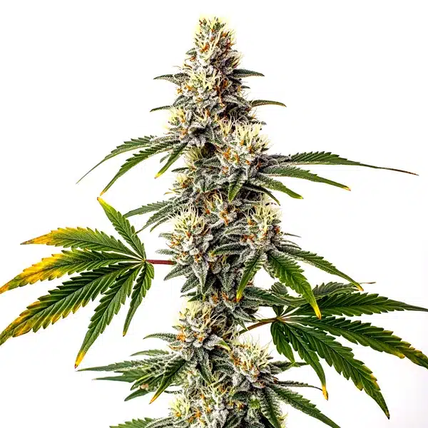 Strawberry Diesel