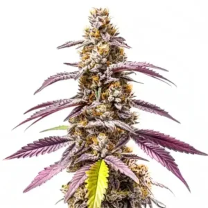 Strawberry Haze Autoflower F1