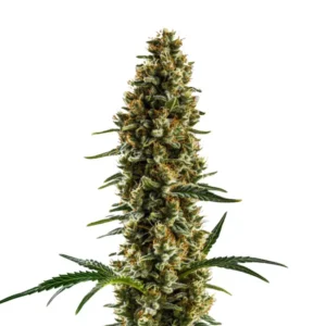 Sugar Haze Regular