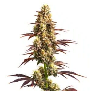 Super Boof Auto
