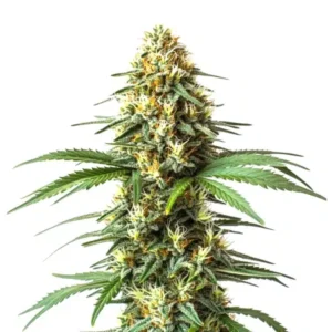 Super Critical Bilbo Fast Version