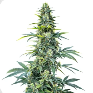 Super Silver Haze Auto