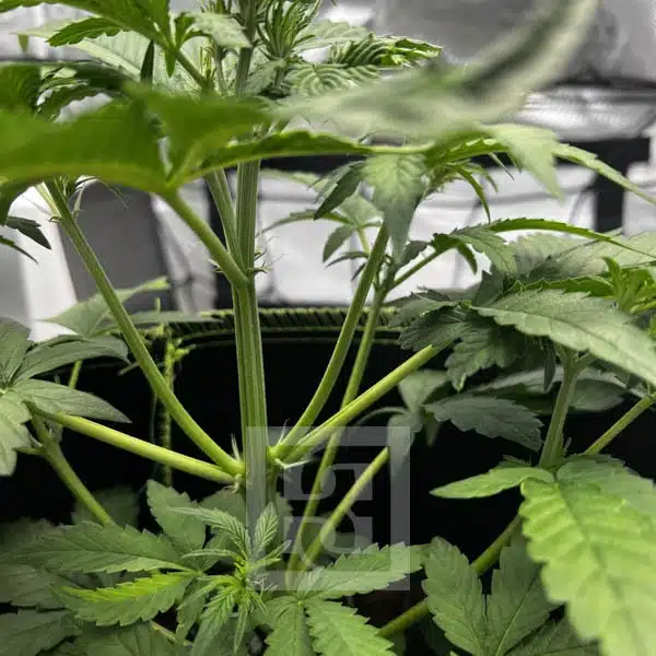 Bubba Kush Autoflower - Image 6