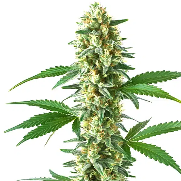 Sweet Kush