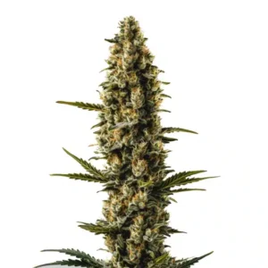 Sweety Auto