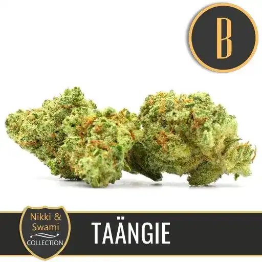 Nikki & Swami’s Taängie - Image 2