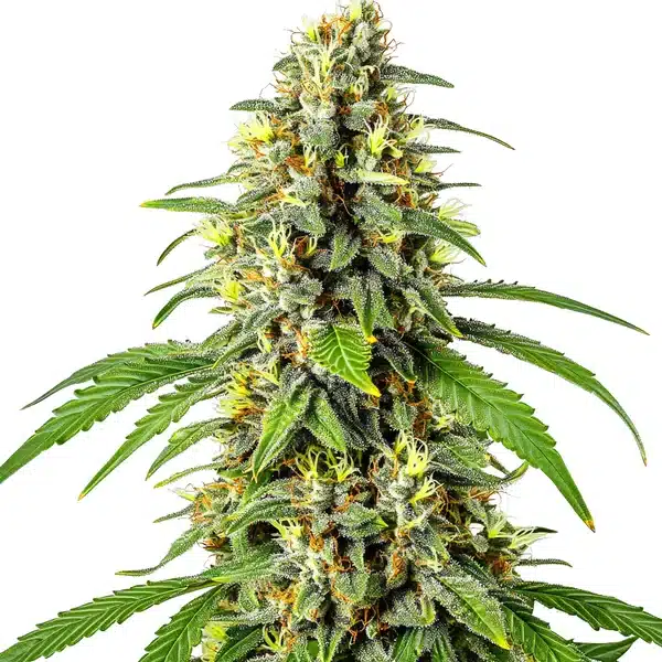 Tahoe OG Kush
