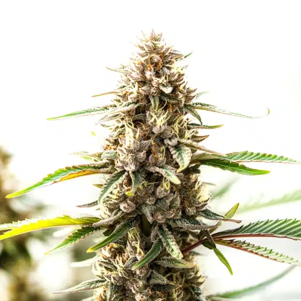 Tangie x Chocolope