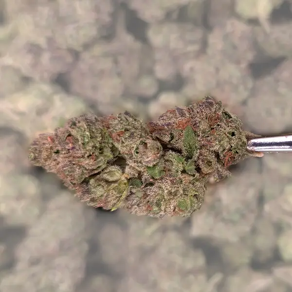 Tiramisu THCA Flower