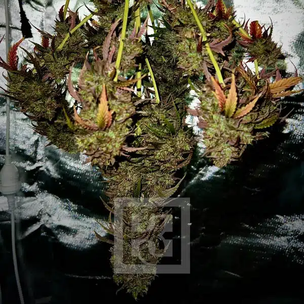Bubba Kush Autoflower - Image 15