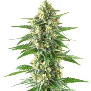 Triangle Kush